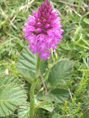 photo of Pyramidal Orchid