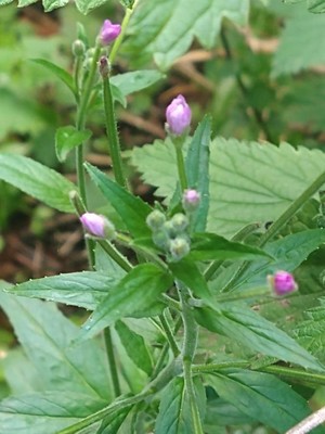 photo of Hoary Willowherb
