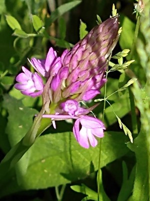 photo of Pyramidal Orchid