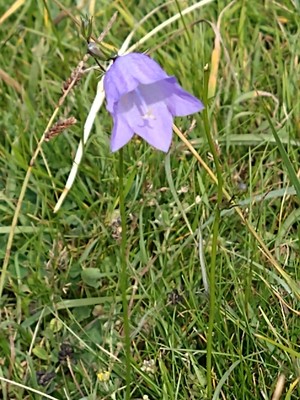 photo of Harebell