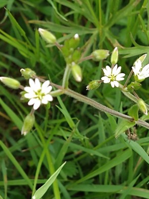 photo of Common Mouse Ear