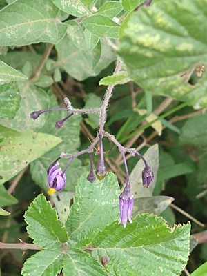 photo of Bittersweet