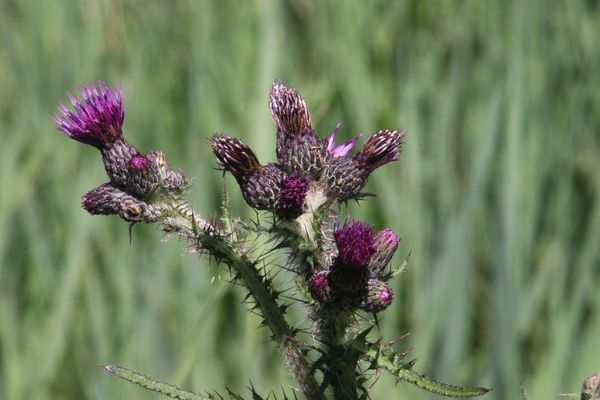 photo of Marsh Thistle