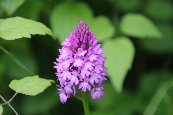 photo of Pyramidal Orchid