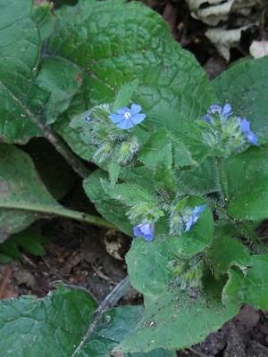 photo of Green Alkanet