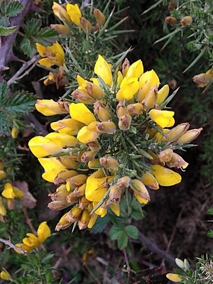 photo of Gorse