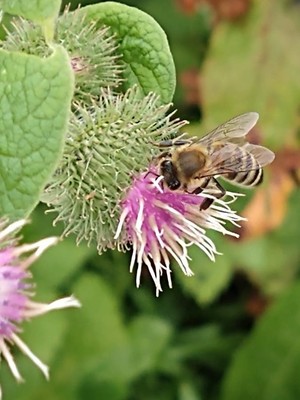 photo of Lesser Burdock