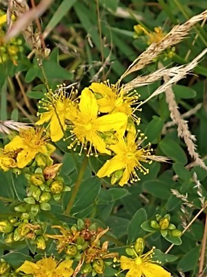 photo of Perforate St. John's Wort
