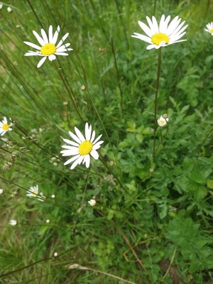photo of Oxeye Daisy