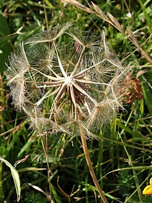 photo of Goat's Beard