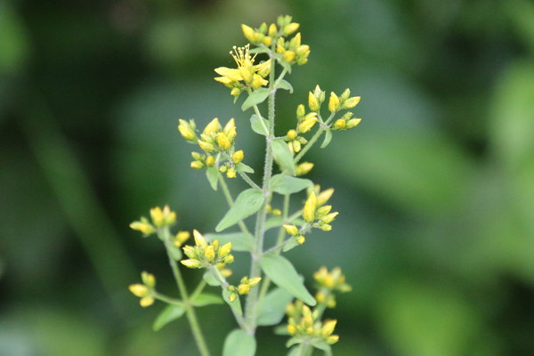 photo of Hairy St John's Wort