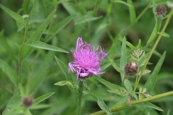 photo of Common Knapweed