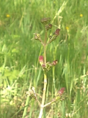 photo of Water Figwort