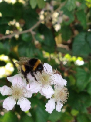 photo of Elm Leaved Bramble