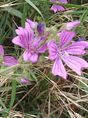 photo of Common Mallow