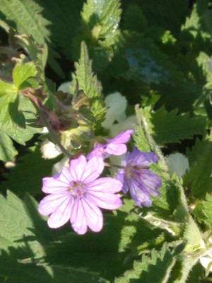 photo of Hedgerow Crane's Bill