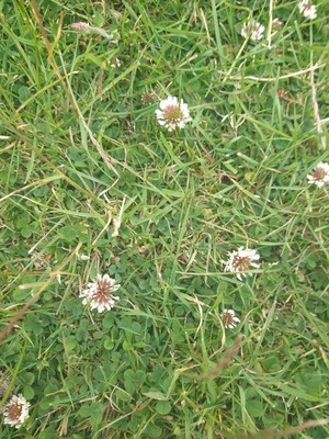 photo of White Clover
