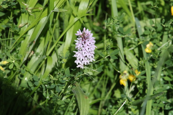 photo of Common Spotted Orchid