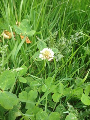 photo of White Clover
