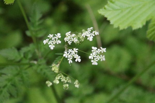 photo of Cow Parsley