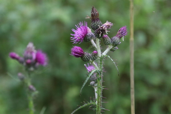 photo of Marsh Thistle