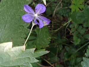photo of Wood Crane's Bill