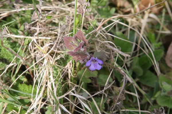 photo of Ground Ivy