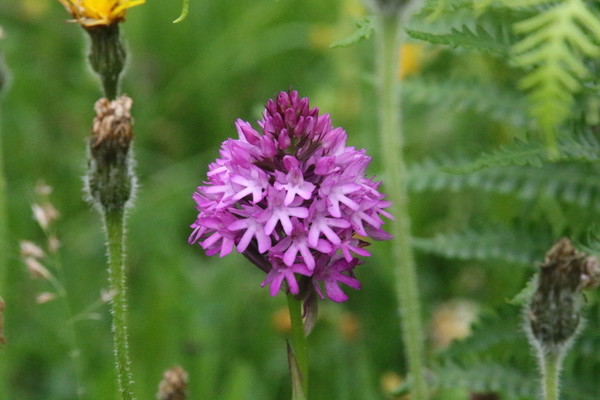 photo of Pyramidal Orchid