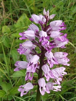 photo of Military Orchid