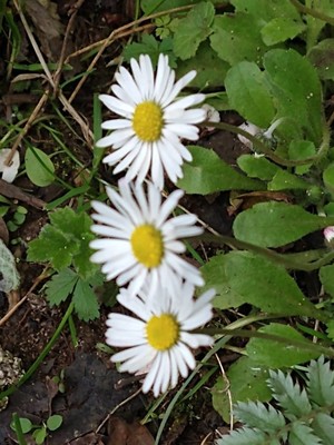 photo of Daisy