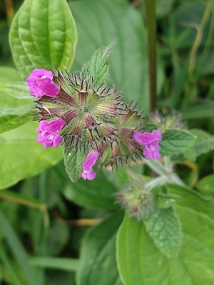 photo of Wild Basil