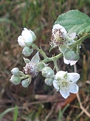 photo of Elm Leaved Bramble