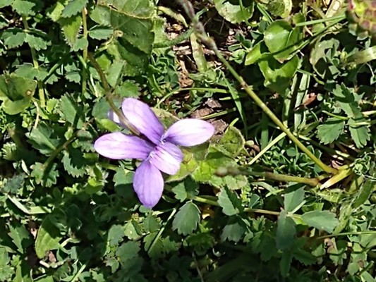 photo of Sweet Violet