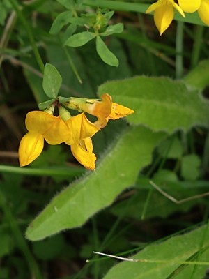 photo of Bird's Foot Trefoil