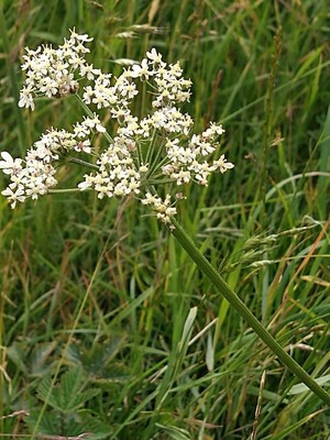 photo of Hogweed