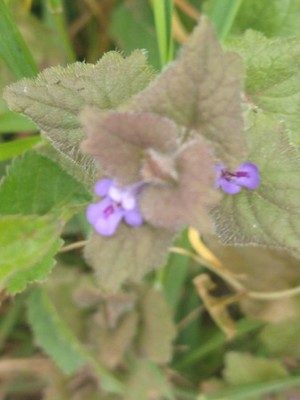 photo of Ground Ivy