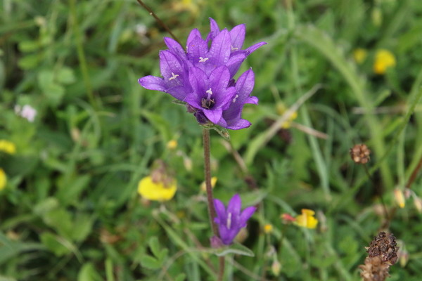 photo of Clustered Bellfower