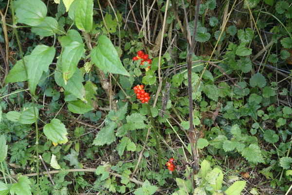 photo of Lords And Ladies