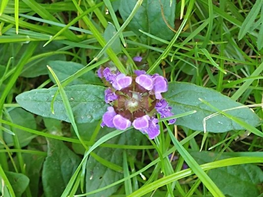 photo of Selfheal