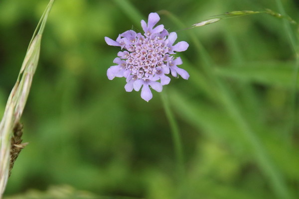 photo of Small Scabious