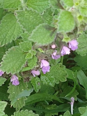 photo of Black Horehound