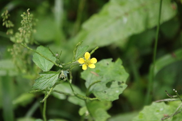 photo of Wood Avens