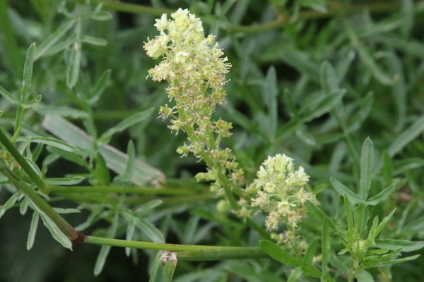 photo of Wild Mignonette