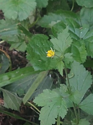 photo of Wood Avens