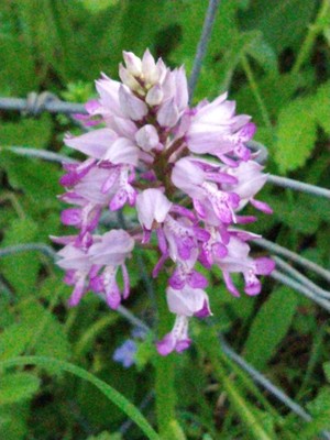 photo of Military Orchid