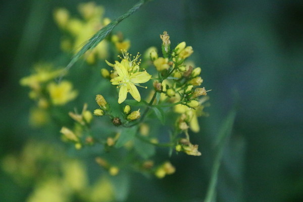 photo of Hairy St John's Wort