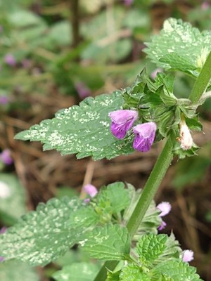 photo of Black Horehound