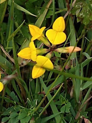 photo of Bird's Foot Trefoil