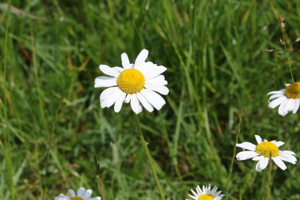 photo of Oxeye Daisy