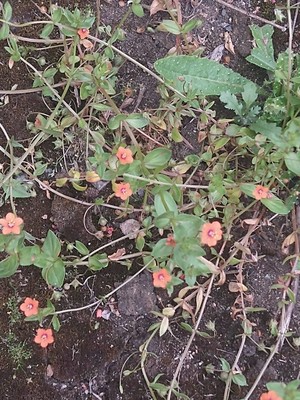 photo of Scarlet Pimpernel